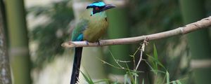 Preview wallpaper amazonian motmot, bird, color, branch