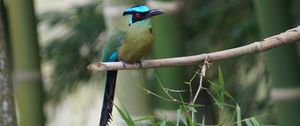 Preview wallpaper amazonian motmot, bird, color, branch