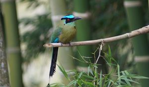 Preview wallpaper amazonian motmot, bird, color, branch