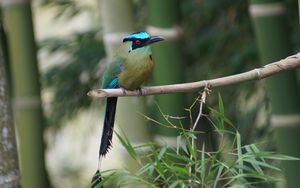 Preview wallpaper amazonian motmot, bird, color, branch