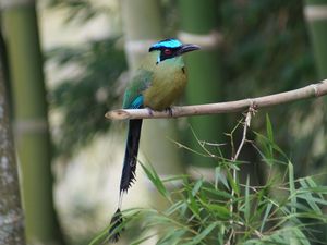 Preview wallpaper amazonian motmot, bird, color, branch