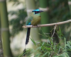 Preview wallpaper amazonian motmot, bird, color, branch