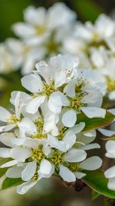 Preview wallpaper amelanchier, flowers, branch, white, spring