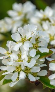 Preview wallpaper amelanchier, flowers, branch, white, spring