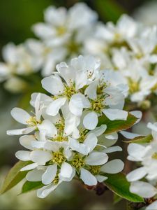 Preview wallpaper amelanchier, flowers, branch, white, spring