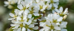 Preview wallpaper amelanchier, flowers, branch, white, spring
