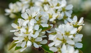 Preview wallpaper amelanchier, flowers, branch, white, spring