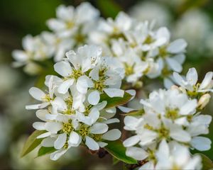 Preview wallpaper amelanchier, flowers, branch, white, spring