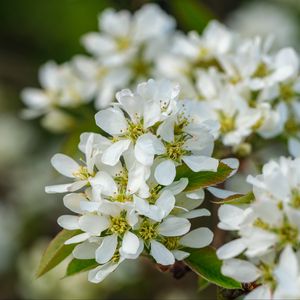 Preview wallpaper amelanchier, flowers, branch, white, spring