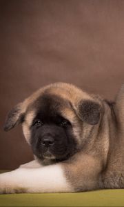 Preview wallpaper american akita, puppy, funny