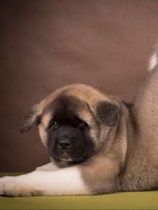 Preview wallpaper american akita, puppy, funny