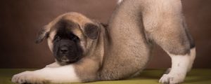 Preview wallpaper american akita, puppy, funny