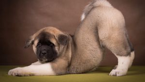 Preview wallpaper american akita, puppy, funny