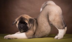 Preview wallpaper american akita, puppy, funny