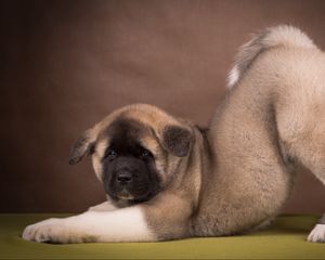 Preview wallpaper american akita, puppy, funny