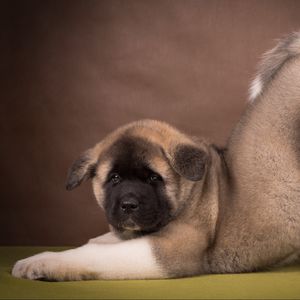 Preview wallpaper american akita, puppy, funny