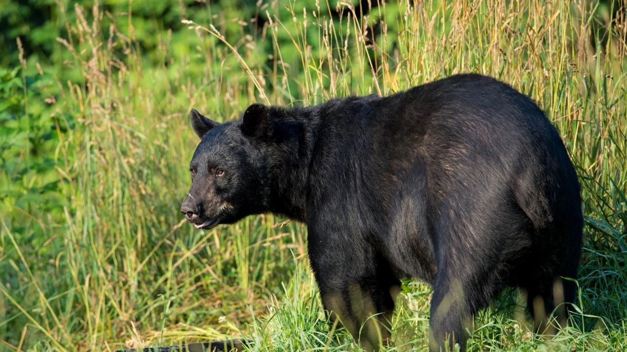 Wallpaper american black bear, predator, grass, bear