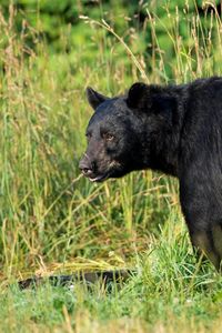 Preview wallpaper american black bear, predator, grass, bear