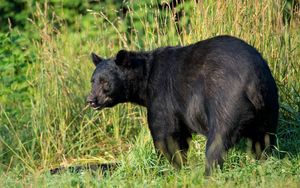 Preview wallpaper american black bear, predator, grass, bear