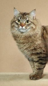 Preview wallpaper american bobtail, cat, short tail, striped