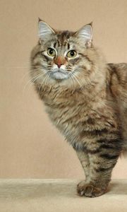 Preview wallpaper american bobtail, cat, short tail, striped