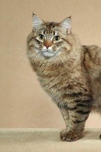 Preview wallpaper american bobtail, cat, short tail, striped