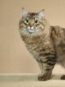 Preview wallpaper american bobtail, cat, short tail, striped