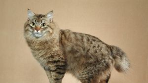 Preview wallpaper american bobtail, cat, short tail, striped