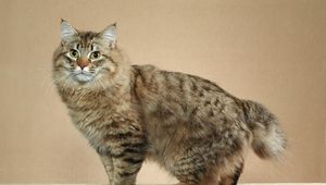 Preview wallpaper american bobtail, cat, short tail, striped