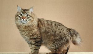 Preview wallpaper american bobtail, cat, short tail, striped