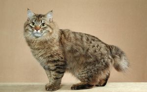 Preview wallpaper american bobtail, cat, short tail, striped