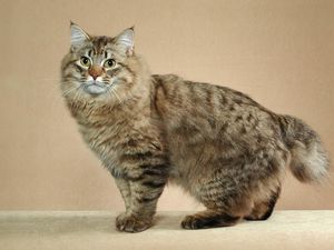 Preview wallpaper american bobtail, cat, short tail, striped