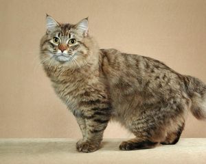 Preview wallpaper american bobtail, cat, short tail, striped