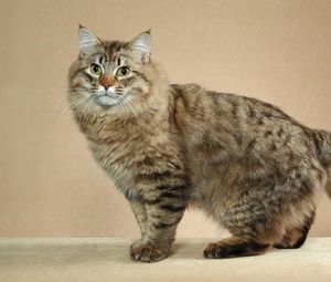 Preview wallpaper american bobtail, cat, short tail, striped