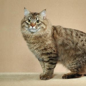 Preview wallpaper american bobtail, cat, short tail, striped