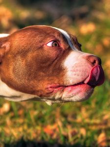 Preview wallpaper american bully, animal, face, tongue, dog