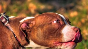 Preview wallpaper american bully, animal, face, tongue, dog