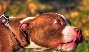 Preview wallpaper american bully, animal, face, tongue, dog