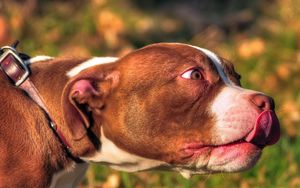 Preview wallpaper american bully, animal, face, tongue, dog