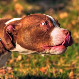 Preview wallpaper american bully, animal, face, tongue, dog