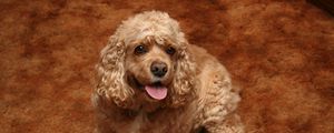 Preview wallpaper american cocker spaniel, dog, curly, color