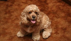 Preview wallpaper american cocker spaniel, dog, curly, color