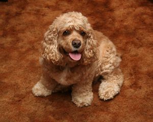 Preview wallpaper american cocker spaniel, dog, curly, color