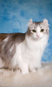 Preview wallpaper american curl, cat, fluffy, beautiful