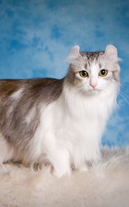 Preview wallpaper american curl, cat, fluffy, beautiful