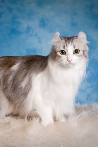 Preview wallpaper american curl, cat, fluffy, beautiful