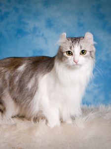 Preview wallpaper american curl, cat, fluffy, beautiful