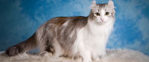 Preview wallpaper american curl, cat, fluffy, beautiful