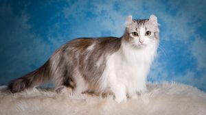 Preview wallpaper american curl, cat, fluffy, beautiful