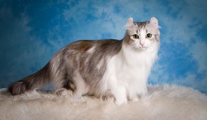 Preview wallpaper american curl, cat, fluffy, beautiful